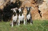 WHIPPET 077